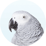 Описание изображения