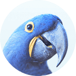 Описание изображения